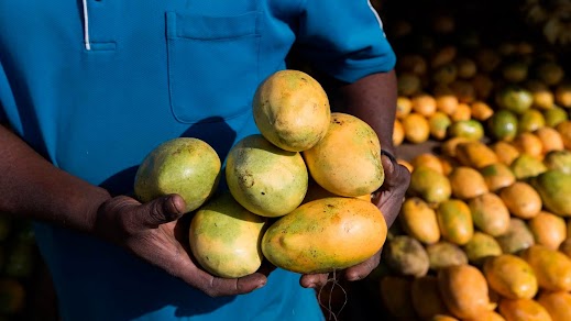 African Mango fruit — appetite-regulating ingredient in 24Burn